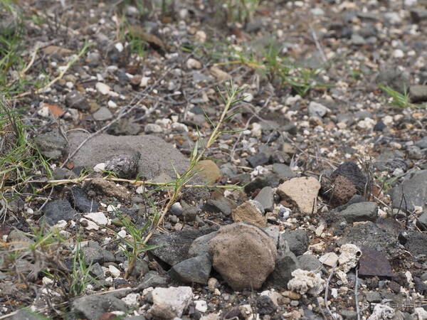 Cynodon dactylon Stolons