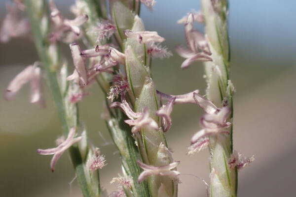 Cynodon nlemfuensis Spikelets