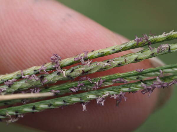 Cynodon nlemfuensis Spikelets