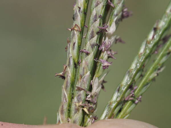 Cynodon nlemfuensis Spikelets