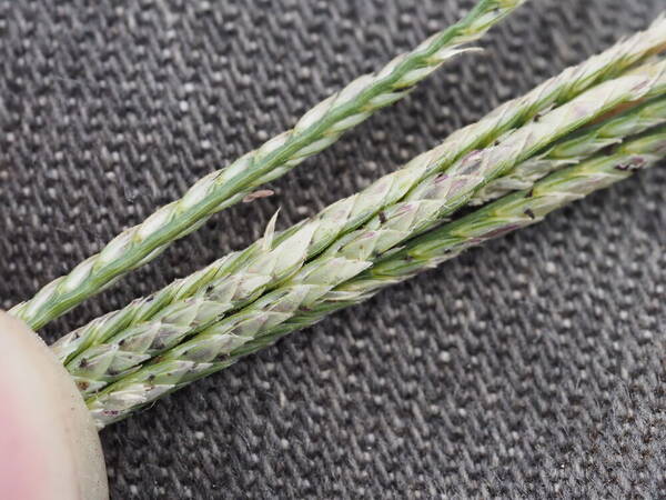 Cynodon nlemfuensis Spikelets