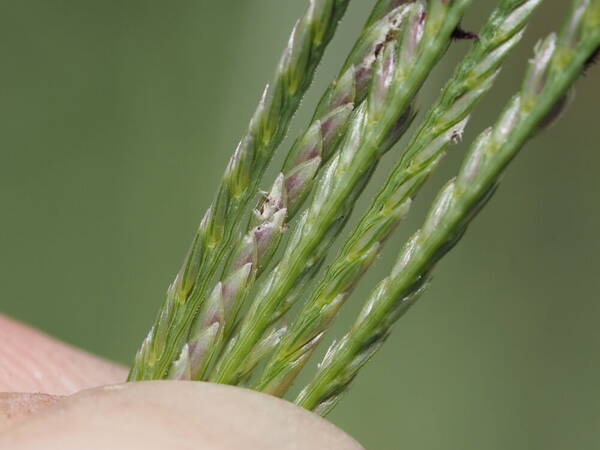 Cynodon nlemfuensis Spikelets