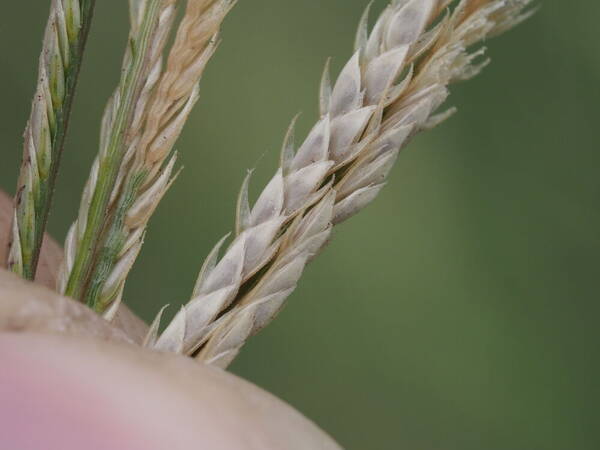 Cynodon nlemfuensis Spikelets