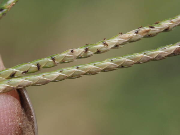 Cynodon nlemfuensis Spikelets