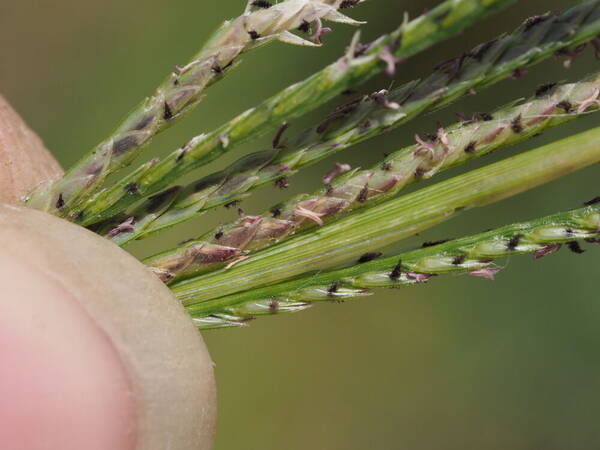 Cynodon nlemfuensis Spikelets