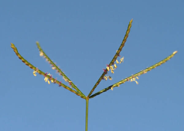 Cynodon nlemfuensis Inflorescence