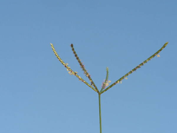 Cynodon nlemfuensis Inflorescence