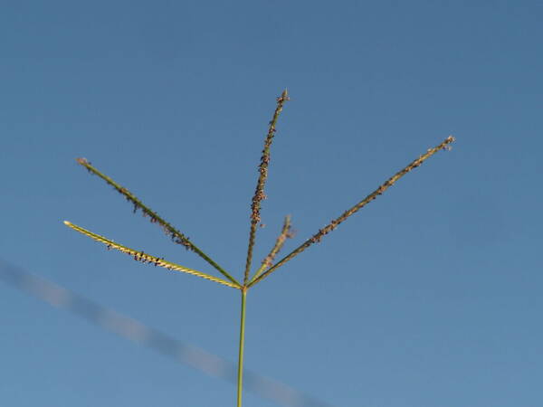 Cynodon nlemfuensis Inflorescence