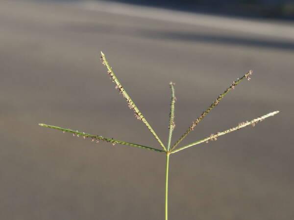 Cynodon nlemfuensis Inflorescence