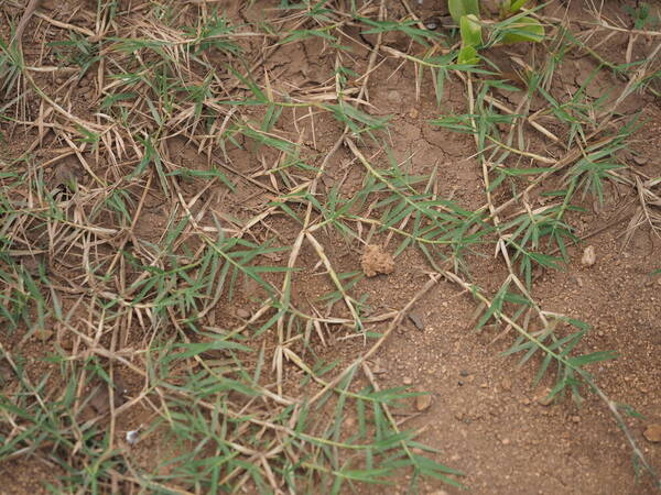 Cynodon nlemfuensis Plant