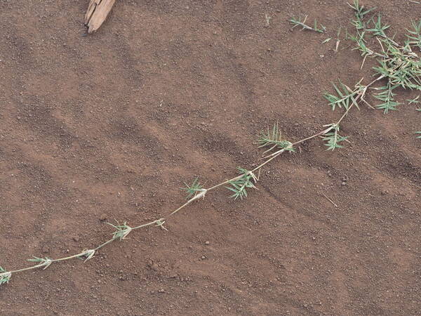 Cynodon nlemfuensis Stolons