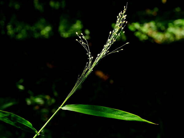 Cyrtococcum patens Inflorescence