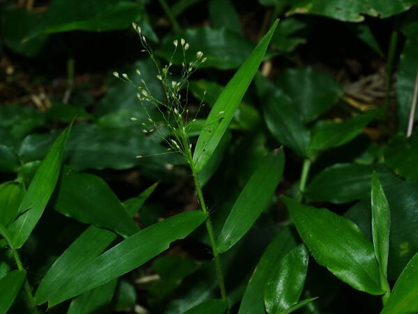 Cyrtococcum patens Inflorescence