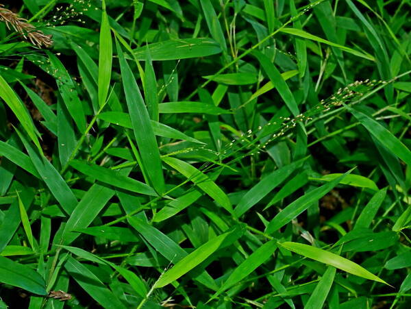 Cyrtococcum patens Inflorescence