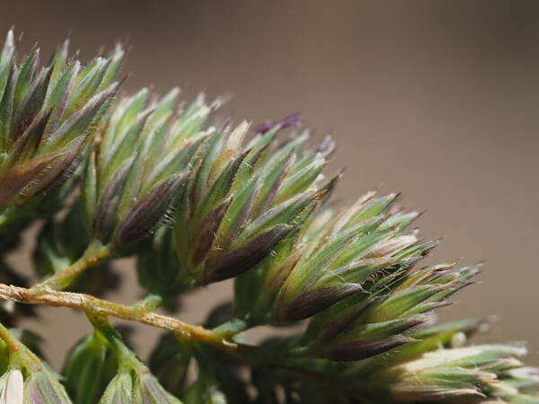 Dactylis glomerata Spikelets