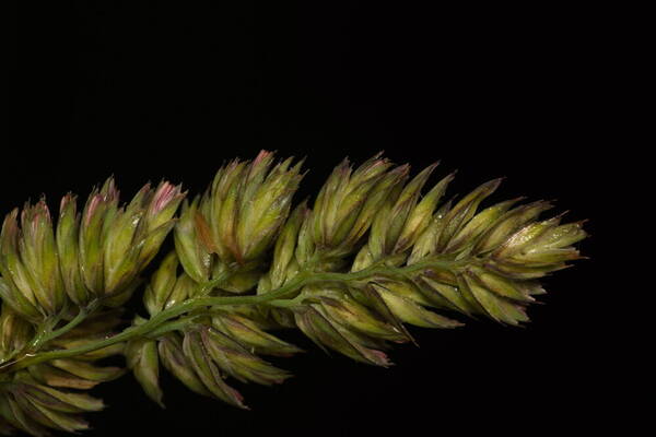 Dactylis glomerata Spikelets