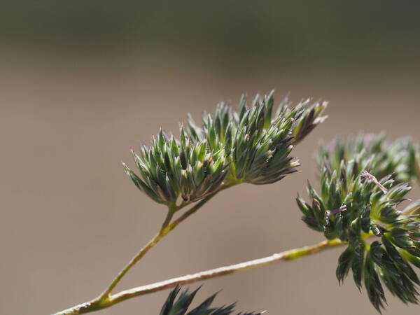 Dactylis glomerata Spikelets