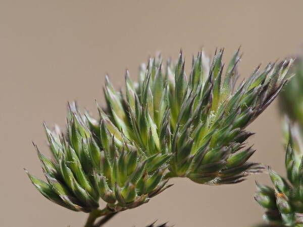 Dactylis glomerata Spikelets