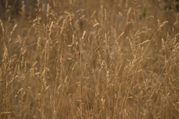 Dactylis glomerata Habit