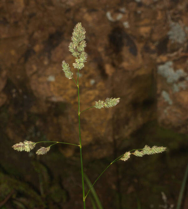 Dactylis glomerata Inflorescence