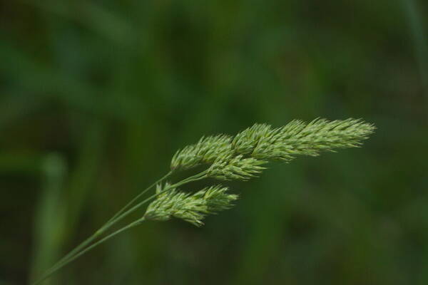 Dactylis glomerata Inflorescence