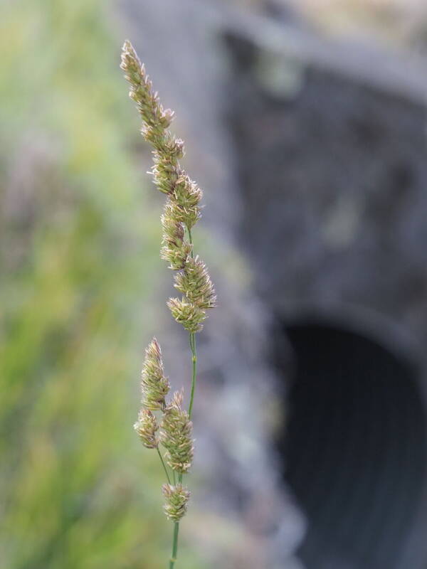 Dactylis glomerata Inflorescence