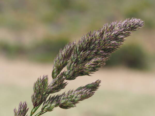 Dactylis glomerata Inflorescence