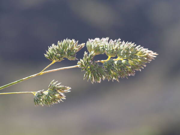 Dactylis glomerata Inflorescence