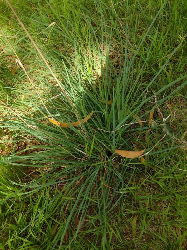 Dactylis glomerata Plant