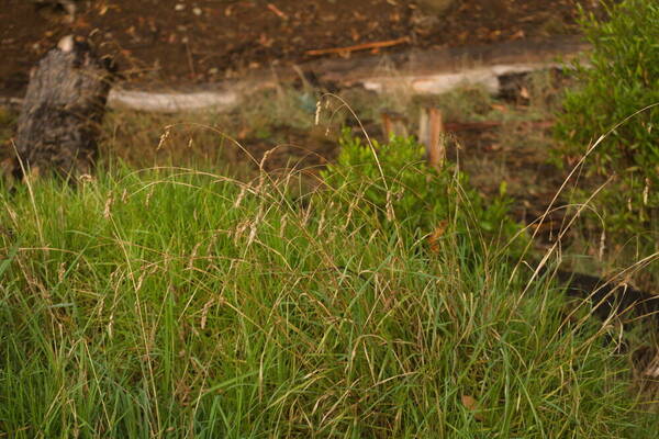 Dactylis glomerata Plant