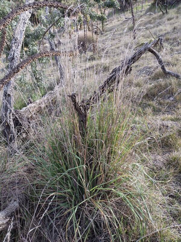 Dactylis glomerata Plant