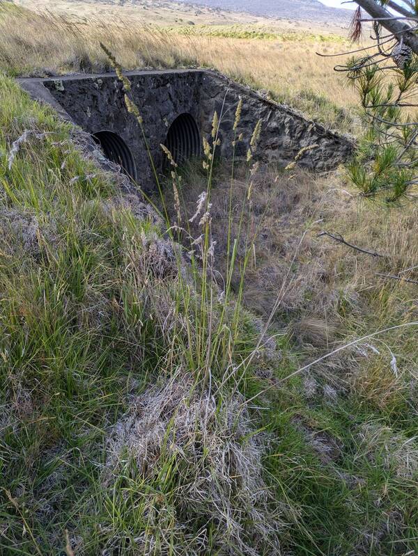 Dactylis glomerata Plant