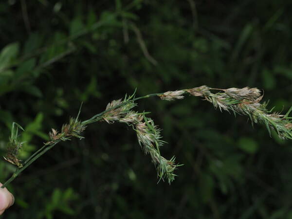 Dactylis glomerata Viviparous inflorescence