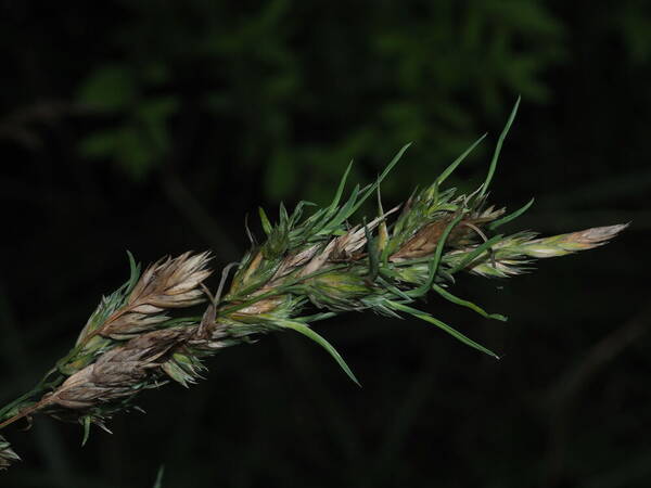 Dactylis glomerata Viviparous inflorescence