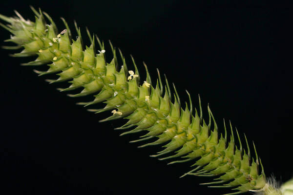 Dactyloctenium aegyptium Spikelets