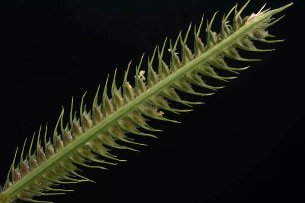 Dactyloctenium aegyptium Spikelets