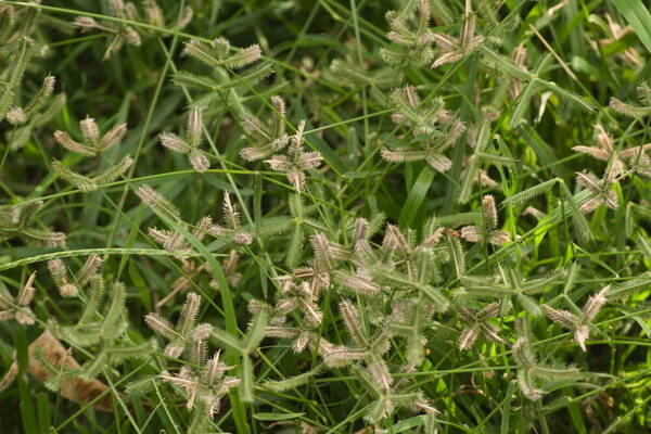 Dactyloctenium aegyptium Habit