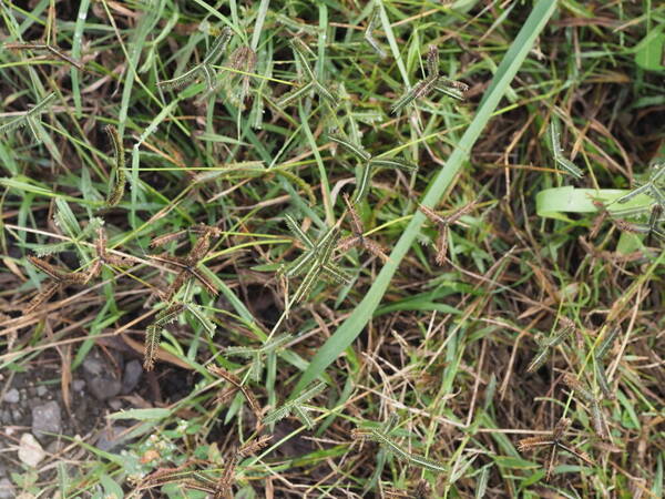 Dactyloctenium aegyptium Habit