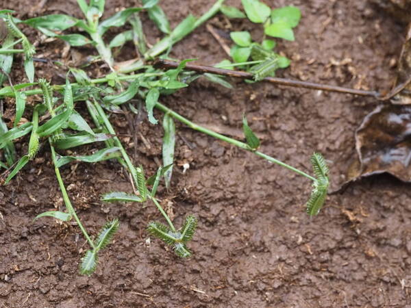 Dactyloctenium aegyptium Habit