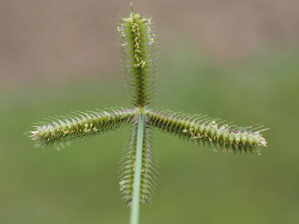 Dactyloctenium aegyptium Inflorescence