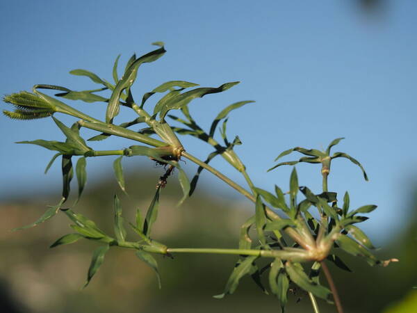 Dactyloctenium aegyptium Plant