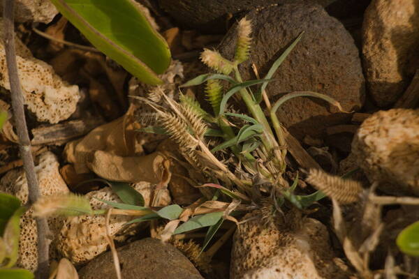 Dactyloctenium aegyptium Plant