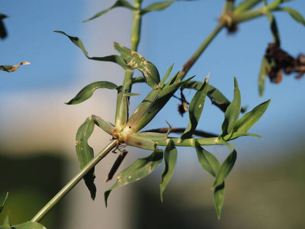 Dactyloctenium aegyptium Plant