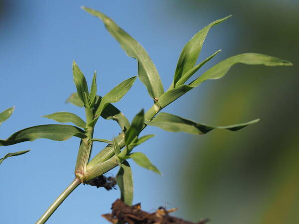 Dactyloctenium aegyptium Plant