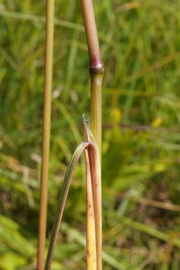 Deschampsia cespitosa subsp. beringensis Collar