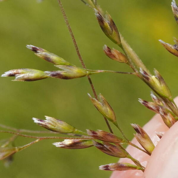 Deschampsia cespitosa subsp. beringensis Spikelets