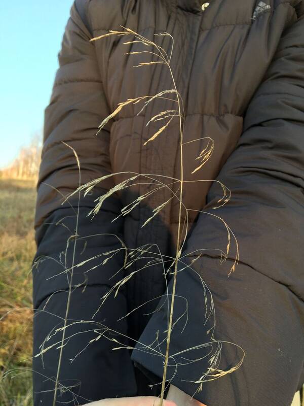 Deschampsia cespitosa subsp. beringensis Inflorescence