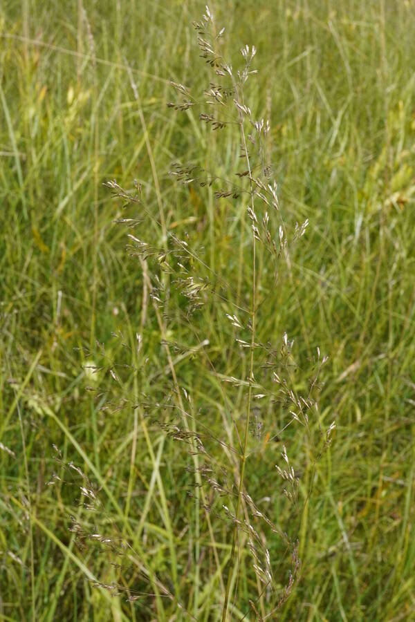 Deschampsia cespitosa subsp. beringensis Inflorescence