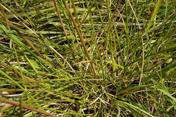 Deschampsia cespitosa subsp. beringensis Plant