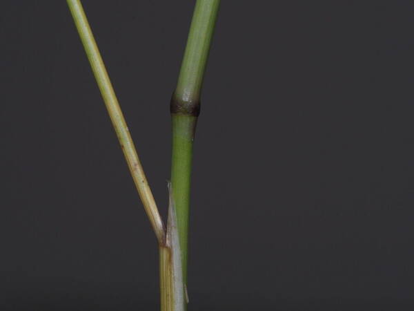 Deschampsia nubigena Collar